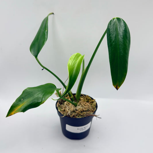Monstera Burle Marx Flame