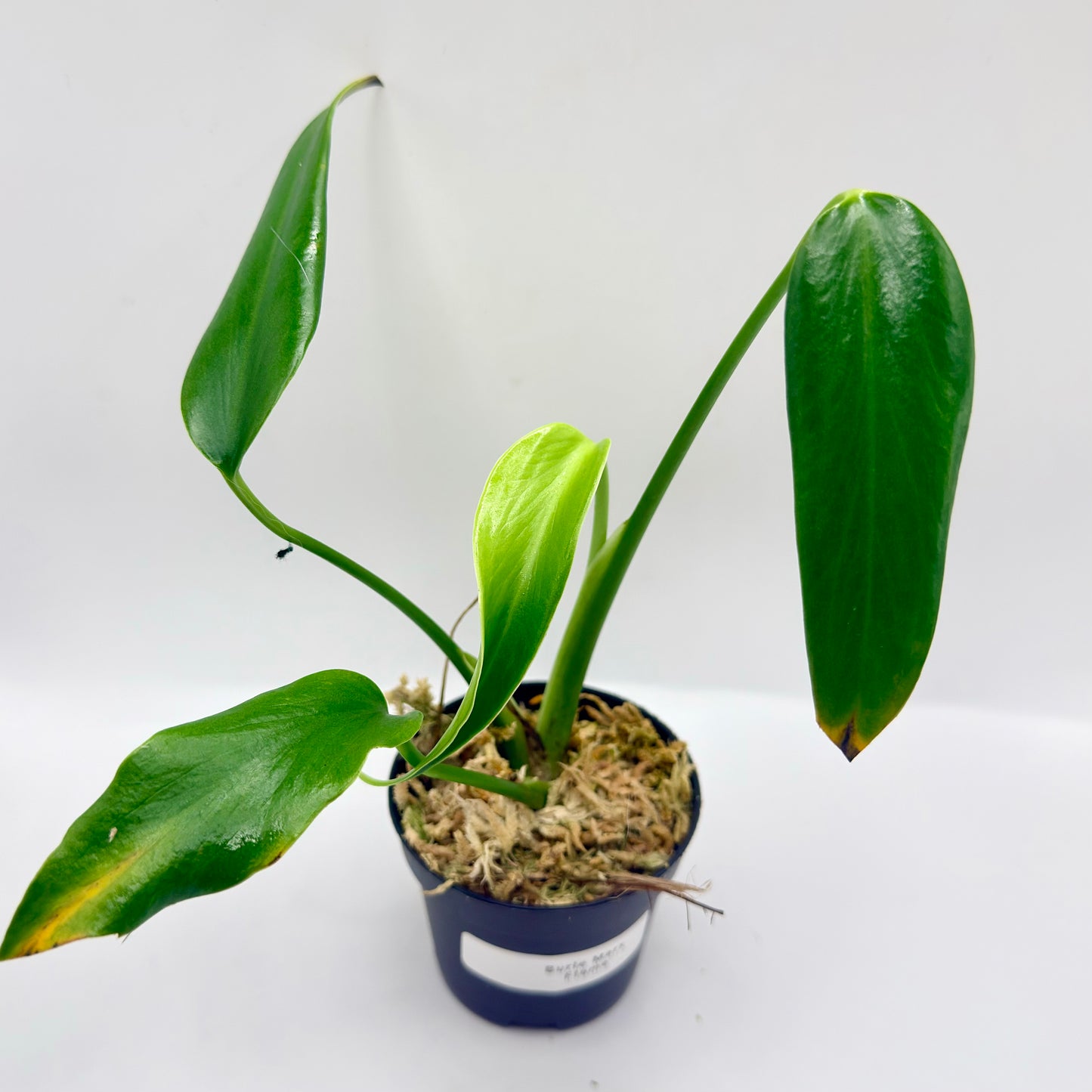 Monstera Burle Marx Flame