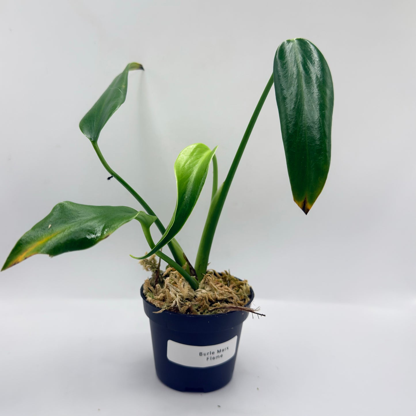 Monstera Burle Marx Flame