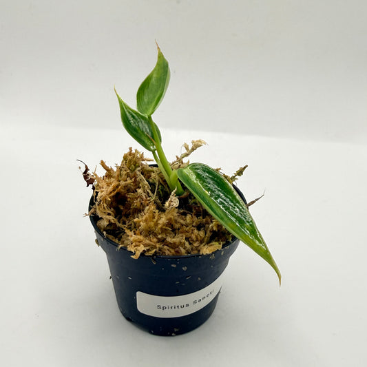 Philodendron Spiritus Sancti