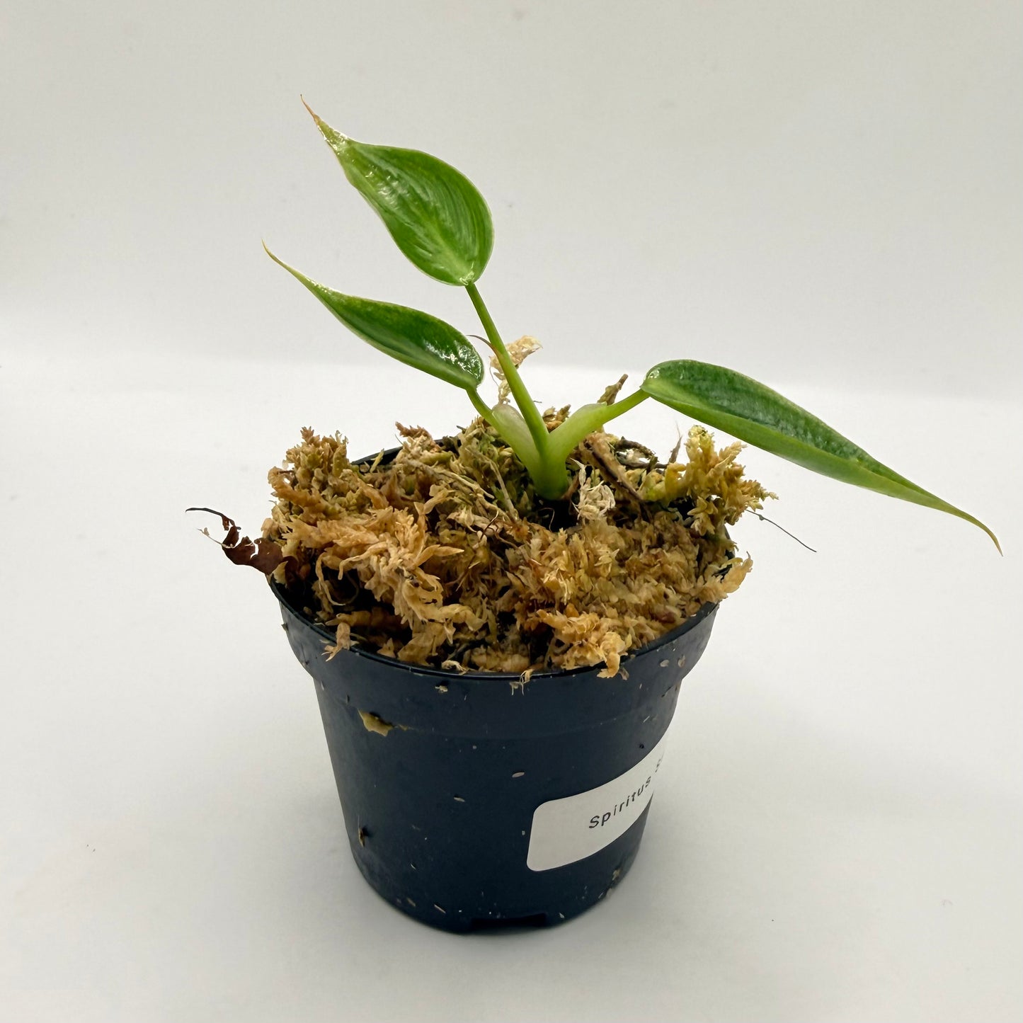 Philodendron Spiritus Sancti