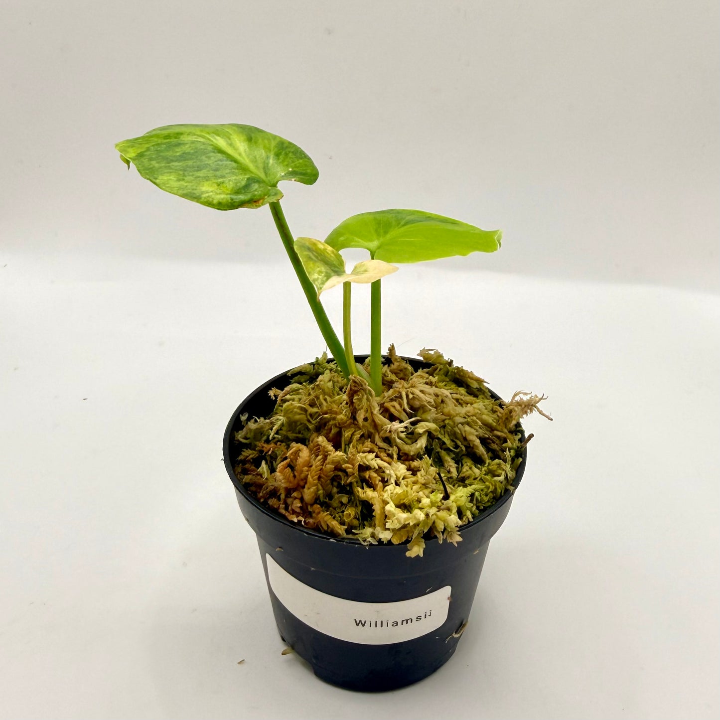 Philodendron Williamsii Variegated (Thaumatophyllum)