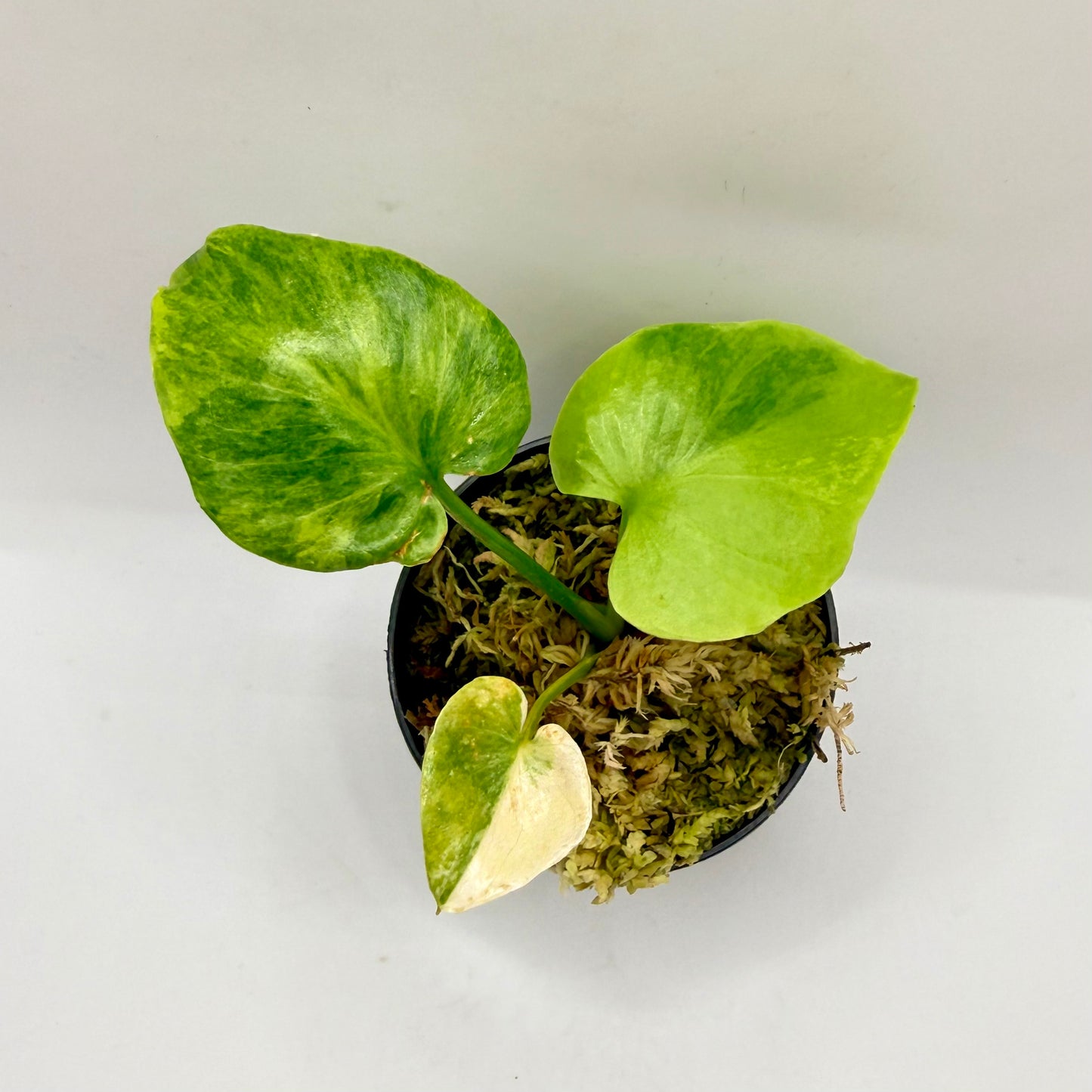 Philodendron Williamsii Variegated (Thaumatophyllum)