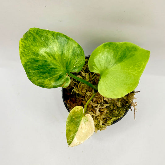 Philodendron Williamsii Variegated (Thaumatophyllum)