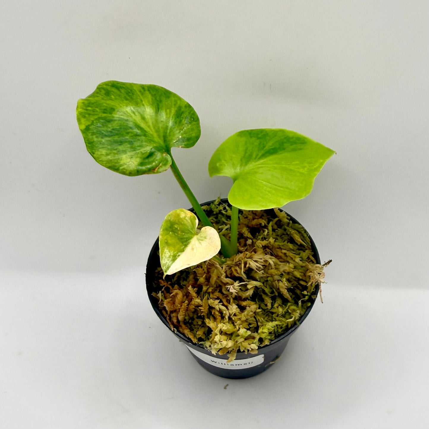 Philodendron Williamsii Variegated (Thaumatophyllum)