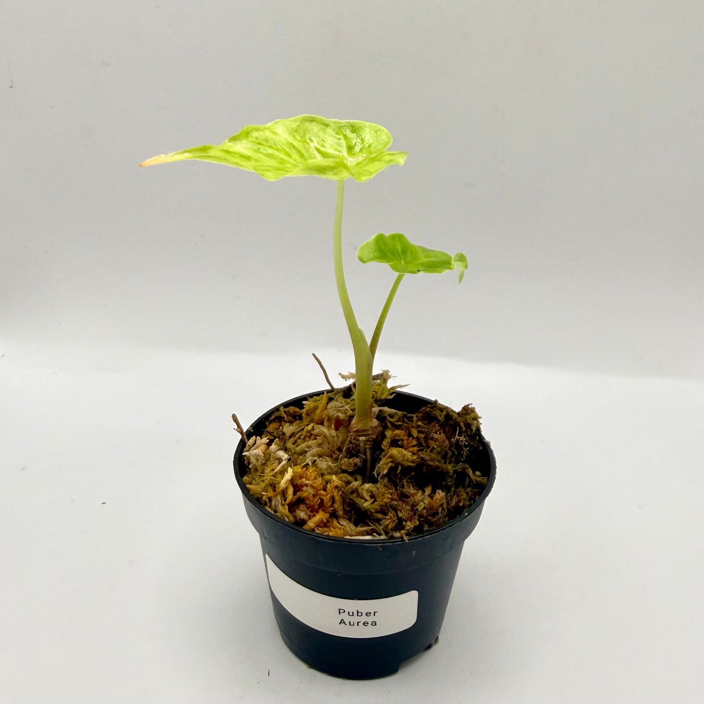 Alocasia Puber Aurea Variegata
