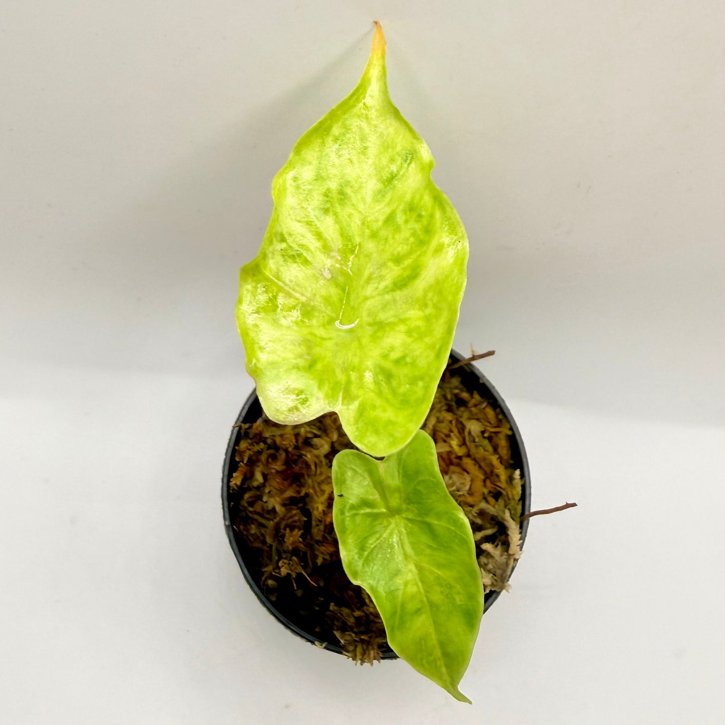 Alocasia Puber Aurea Variegata