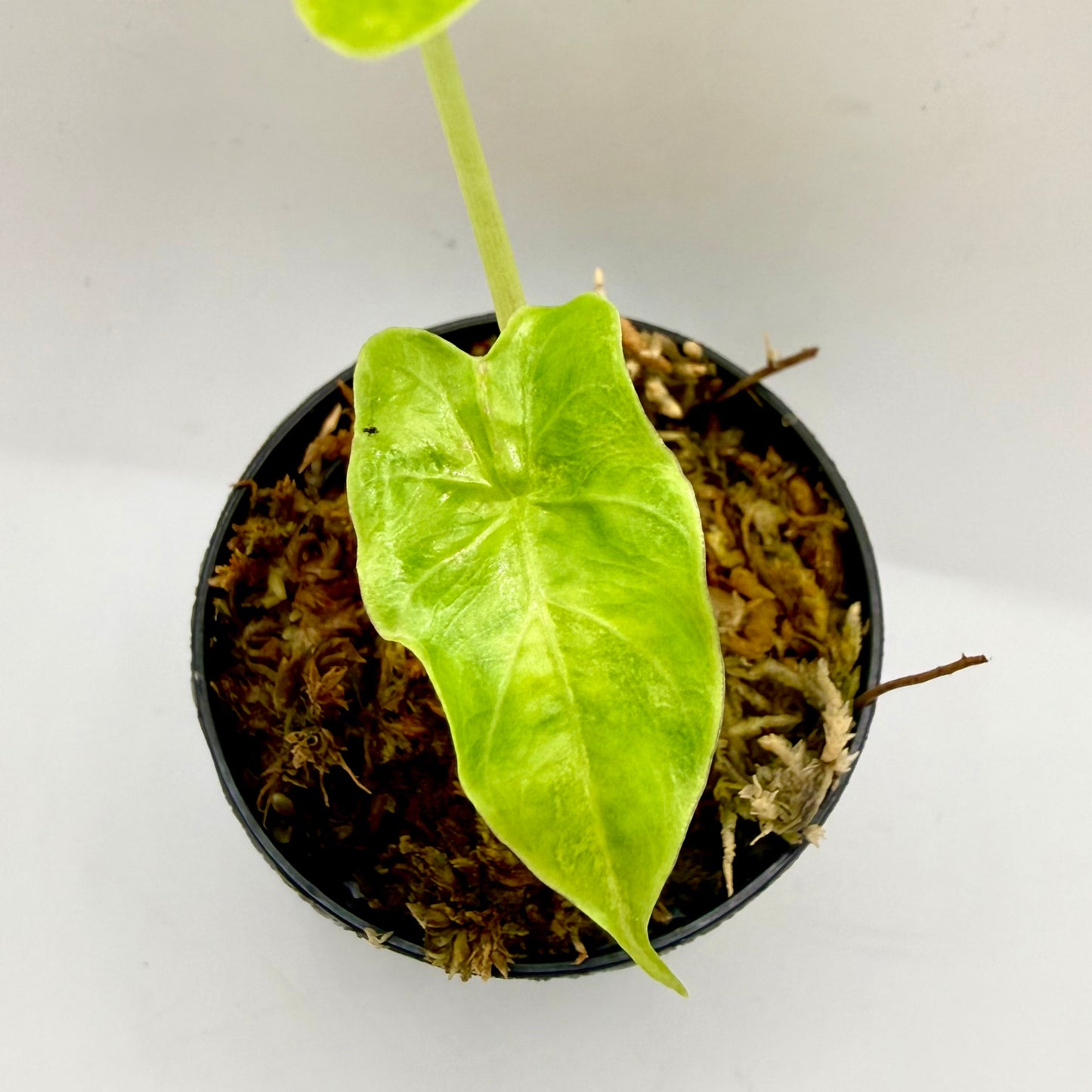 Alocasia Puber Aurea Variegata