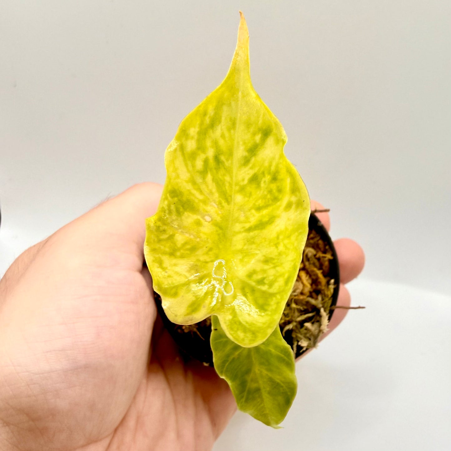 Alocasia Puber Aurea Variegata