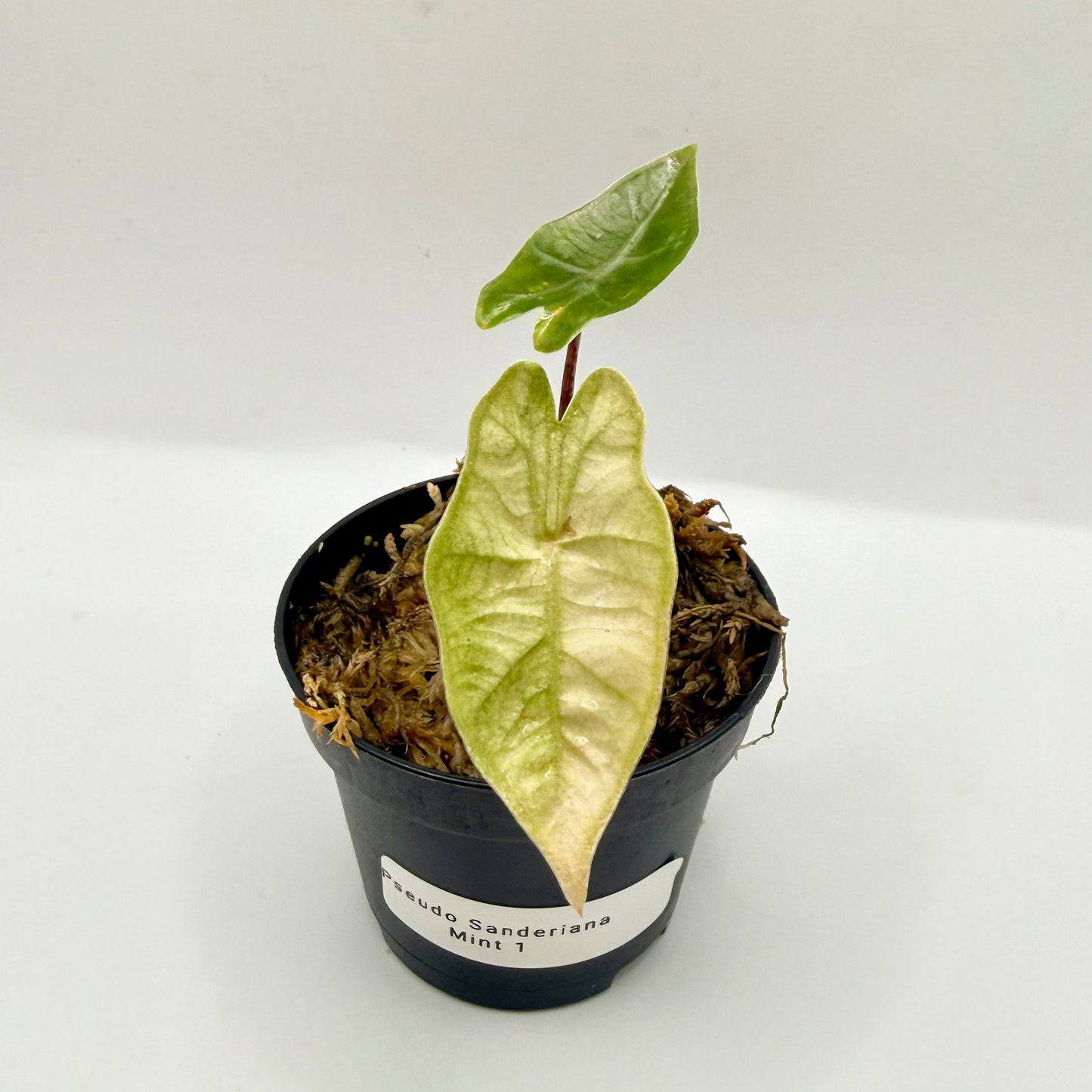 Alocasia Pseudo Sanderiana Mint Variegata