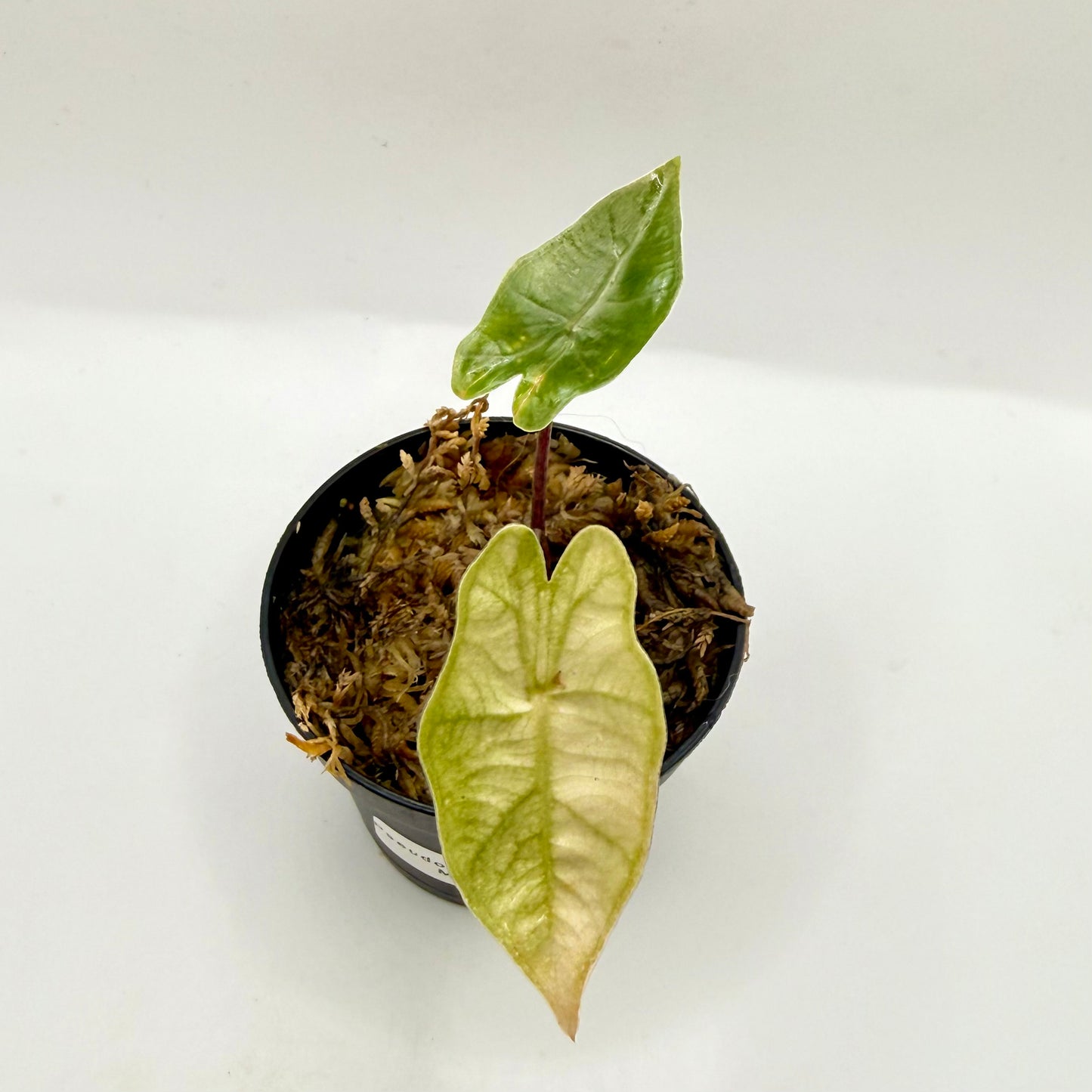 Alocasia Pseudo Sanderiana Mint Variegata
