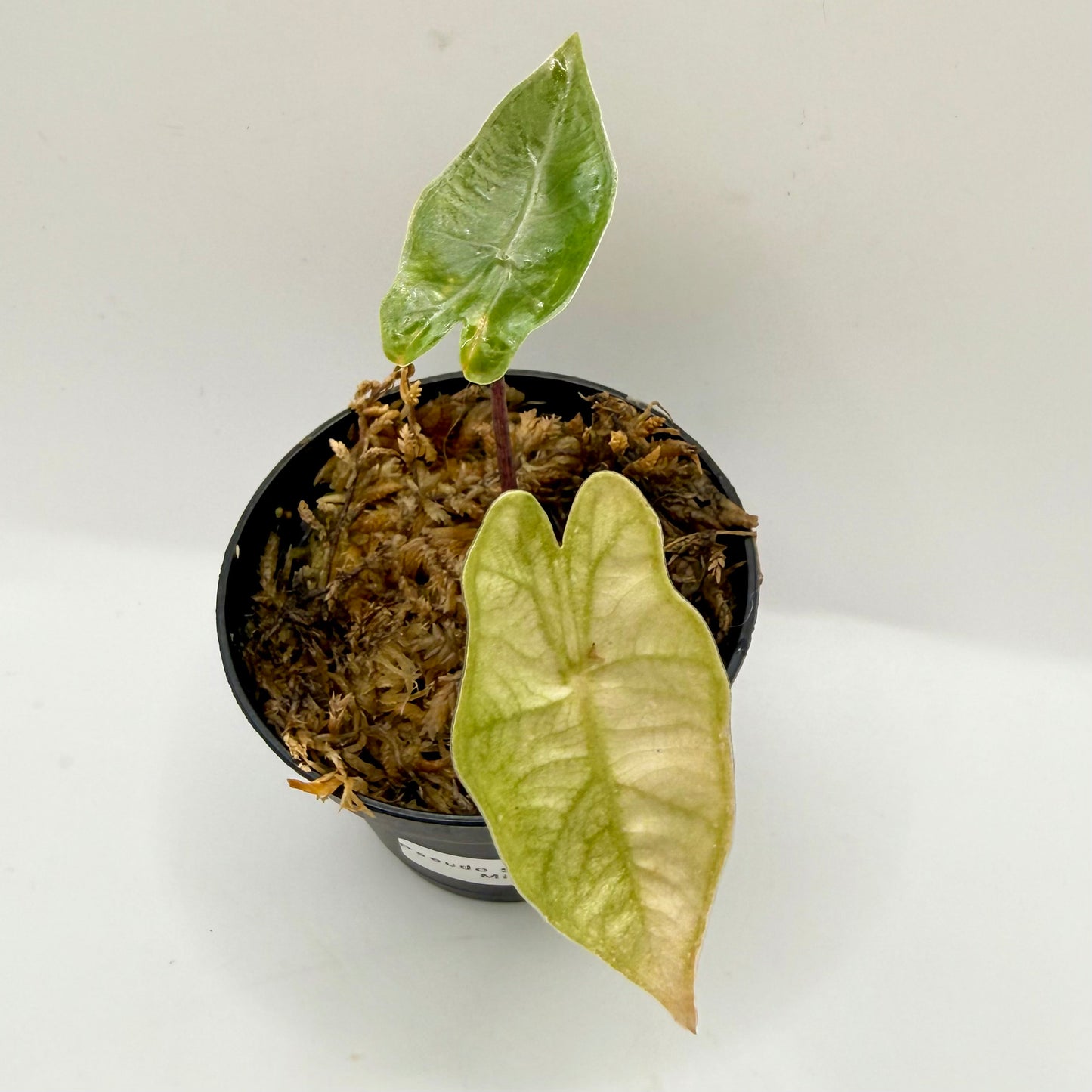 Alocasia Pseudo Sanderiana Mint Variegata