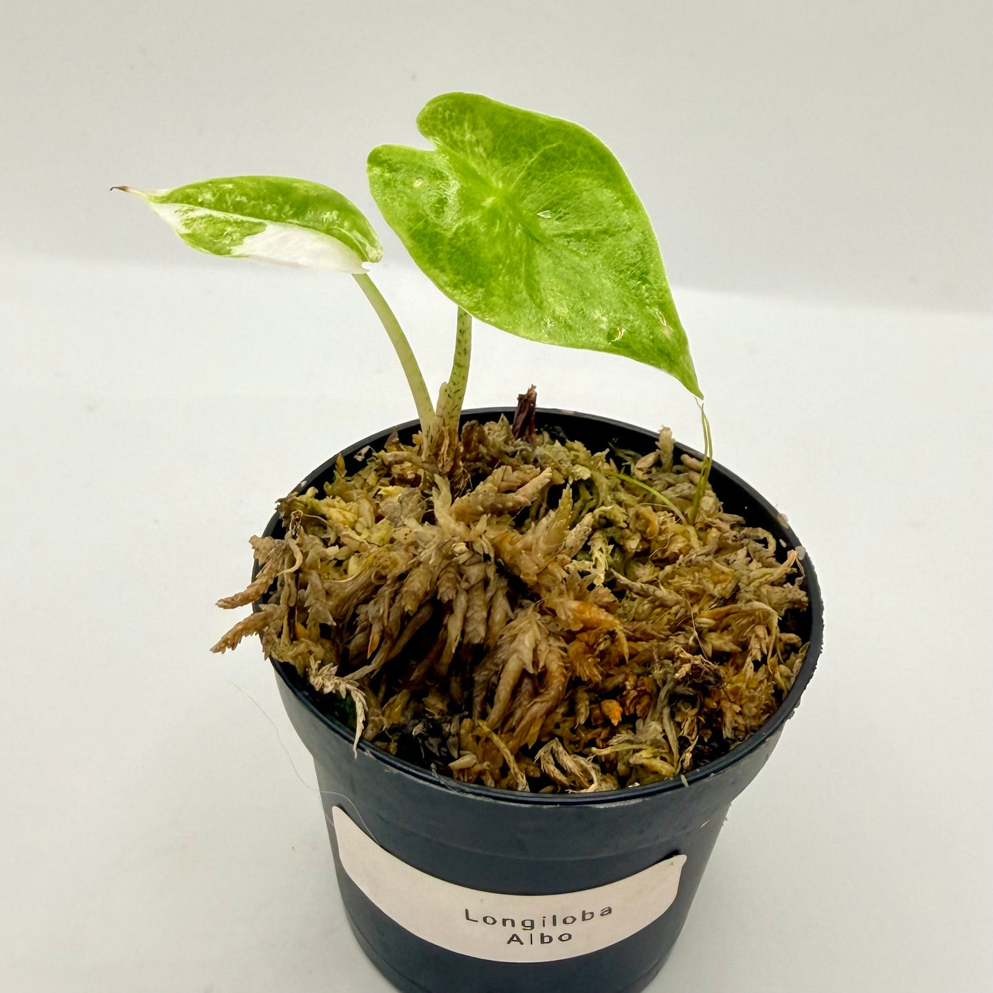 Alocasia Longiloba Albo Variegata