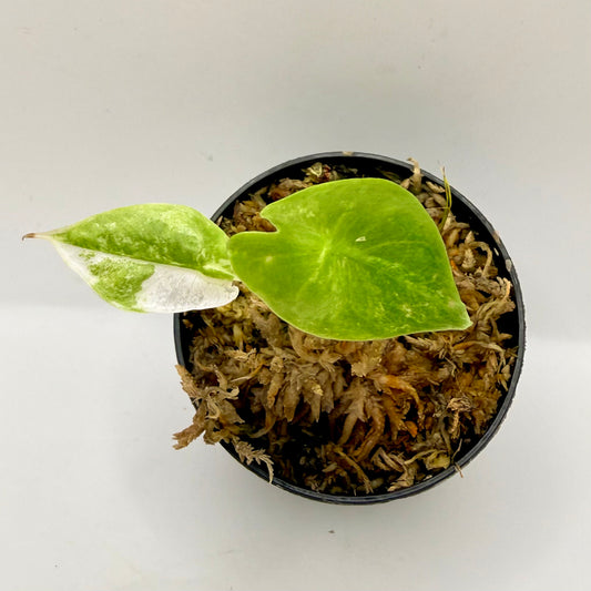 Alocasia Longiloba Albo Variegata