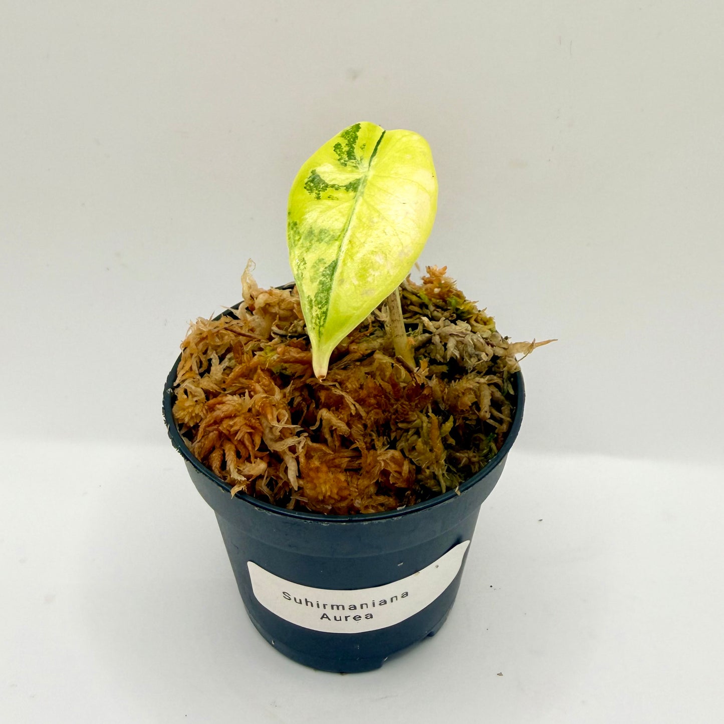 Alocasia Suhirmaniana Aurea Variegata