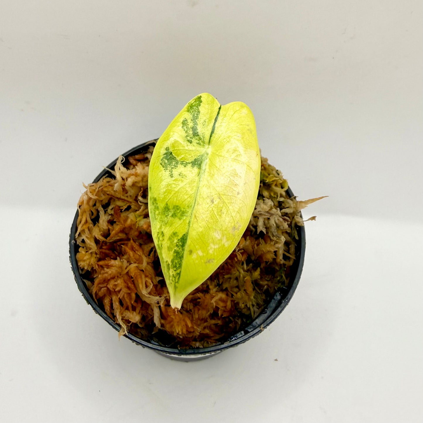 Alocasia Suhirmaniana Aurea Variegata