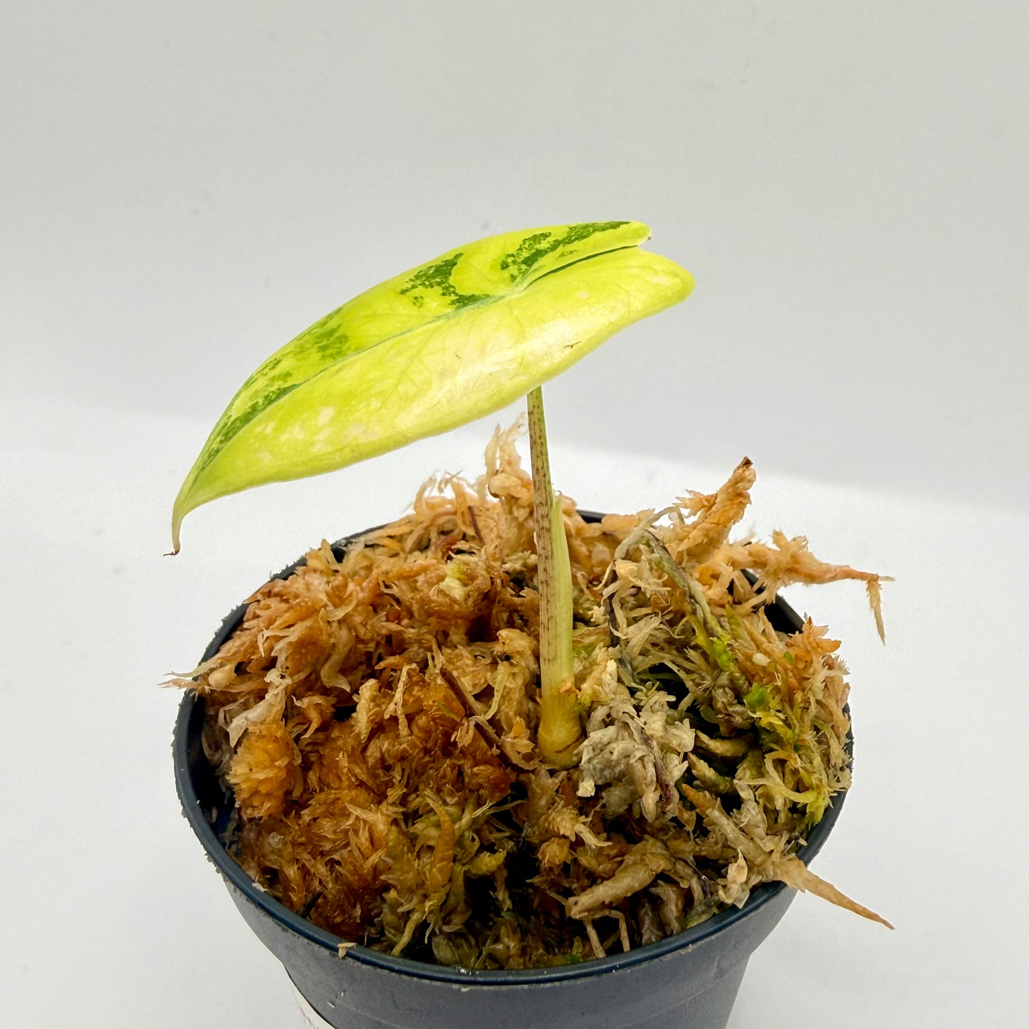 Alocasia Suhirmaniana Aurea Variegata