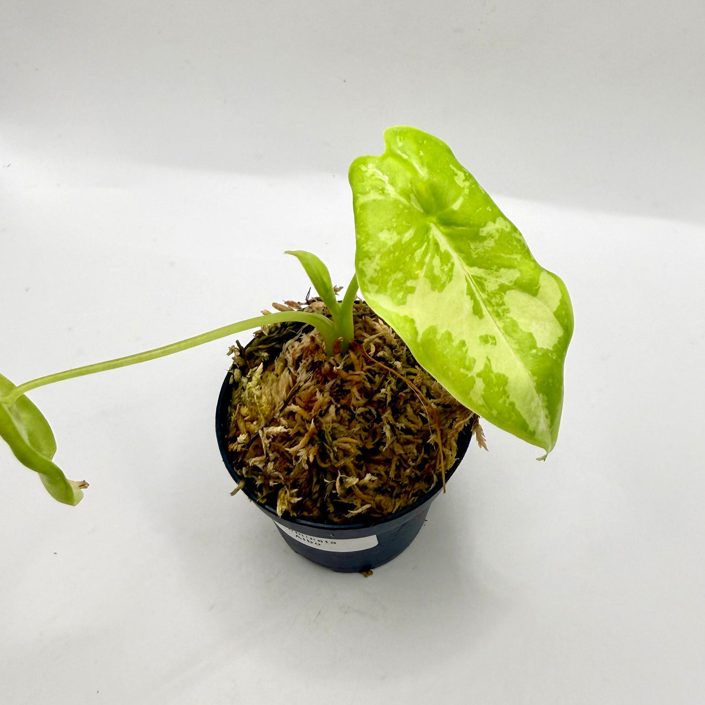 Alocasia Acuminata Albo Variegata