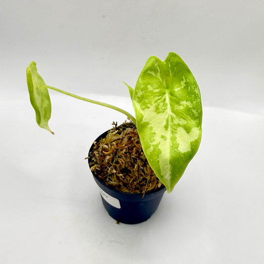 Alocasia Acuminata Albo Variegata