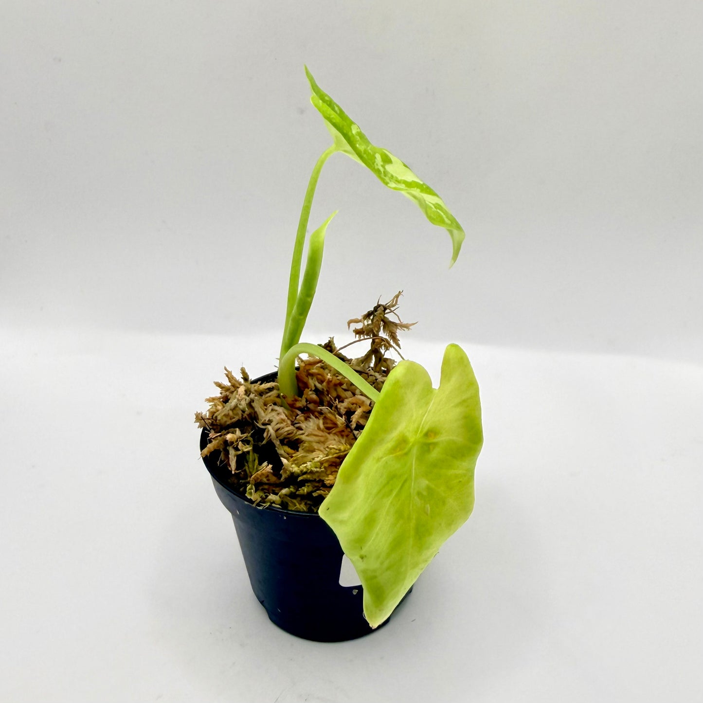 Alocasia Acuminata Albo Variegata