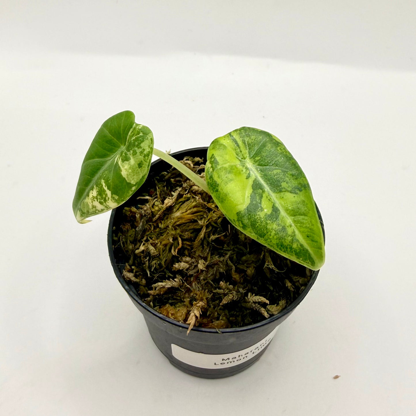 Alocasia Maharani Lemon Lime Variegata