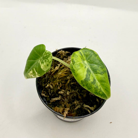 Alocasia Maharani Lemon Lime Variegata