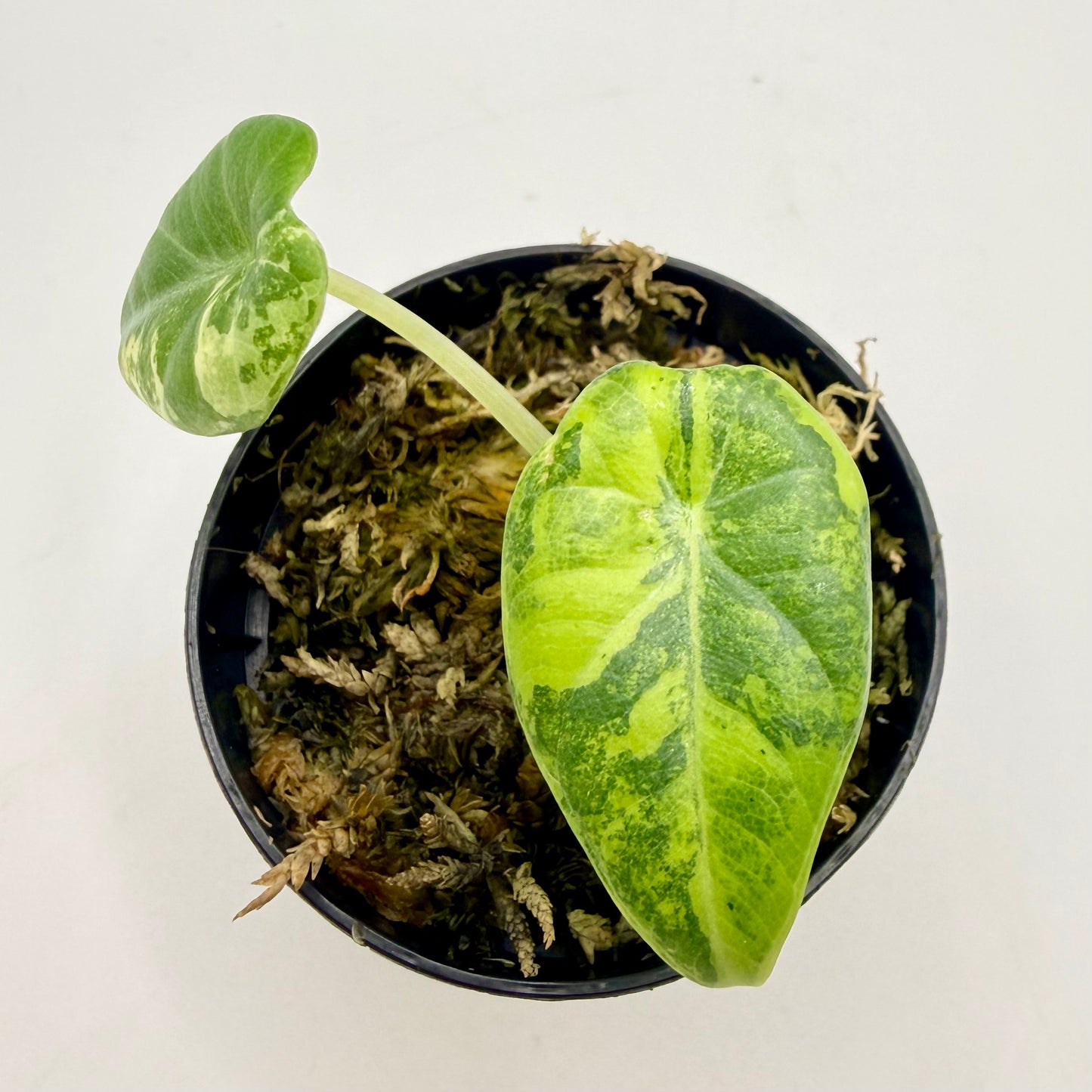 Alocasia Maharani Lemon Lime Variegata