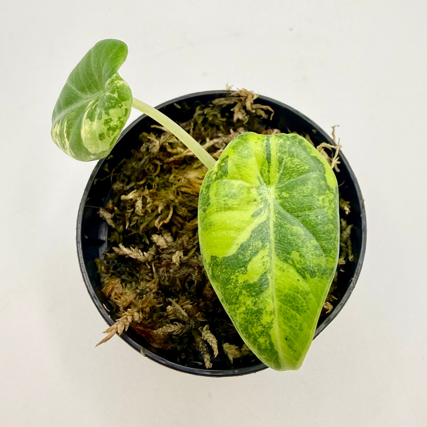 Alocasia Maharani Lemon Lime Variegata