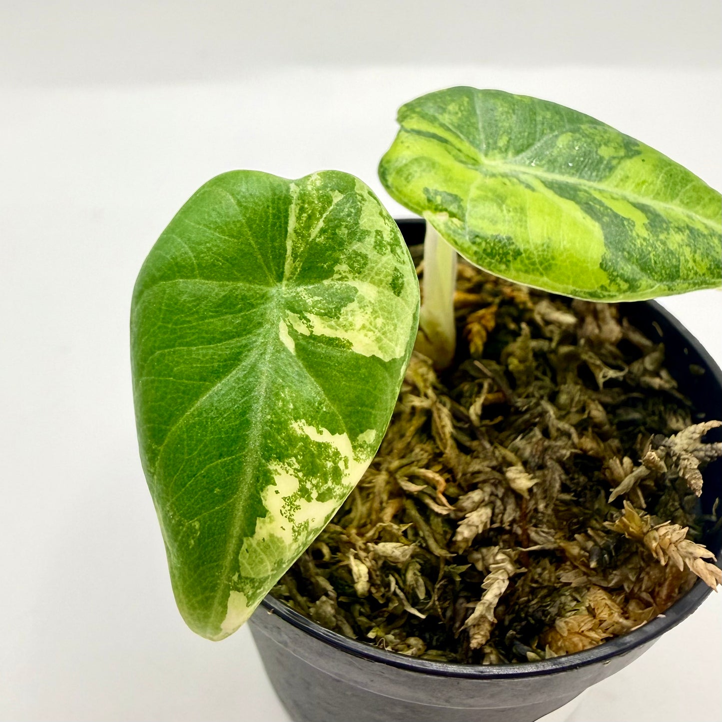 Alocasia Maharani Lemon Lime Variegata