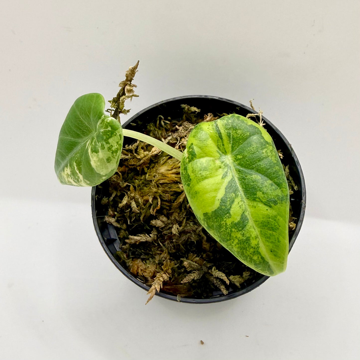 Alocasia Maharani Lemon Lime Variegata