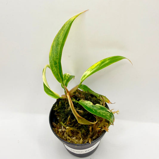 Philodendron Caramel Marble