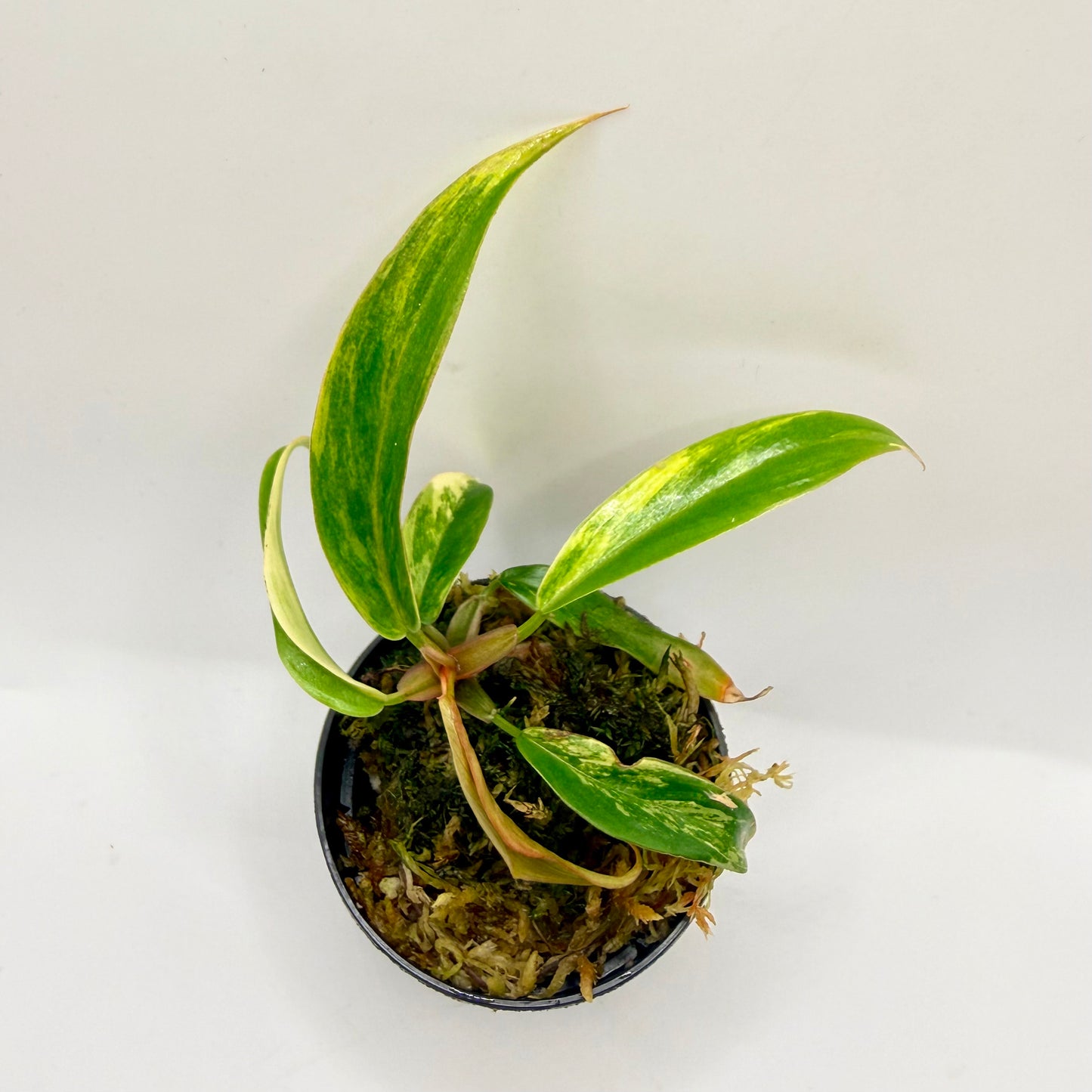 Philodendron Caramel Marble