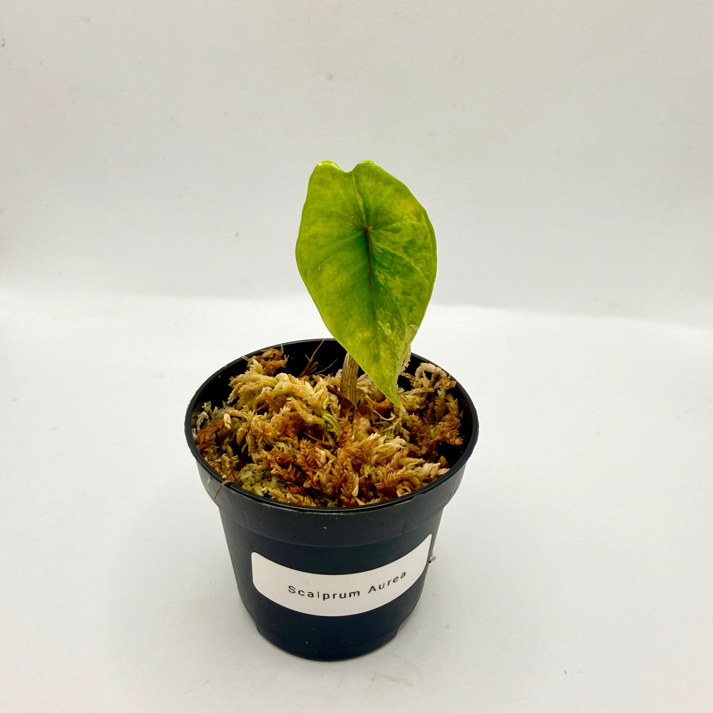 Alocasia Scalprum Aurea Variegata