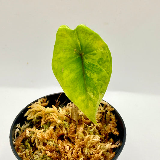 Alocasia Scalprum Aurea Variegata