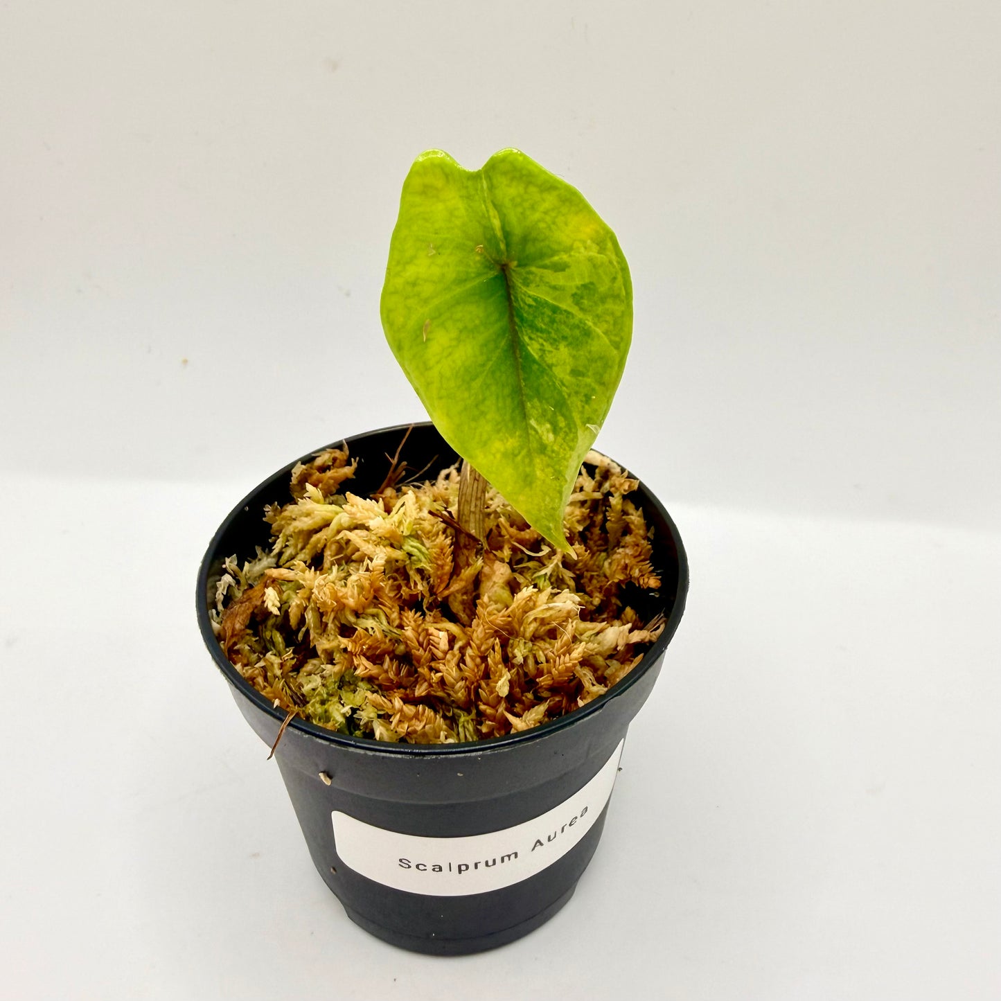 Alocasia Scalprum Aurea Variegata