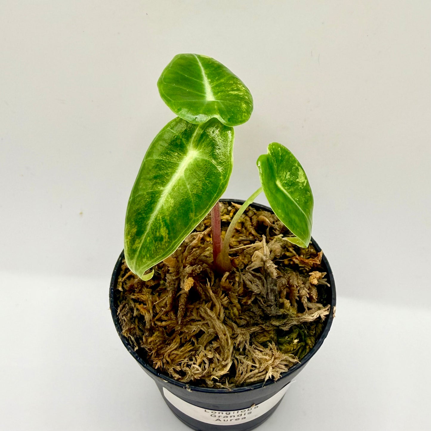 Alocasia Longiloba Grandis Aurea Variegata