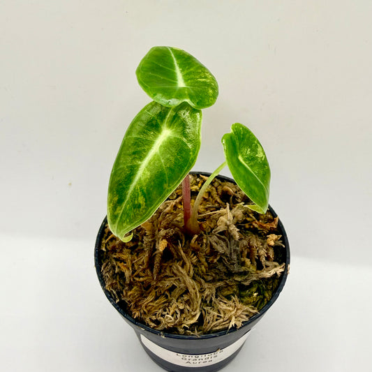 Alocasia Longiloba Grandis Aurea Variegata