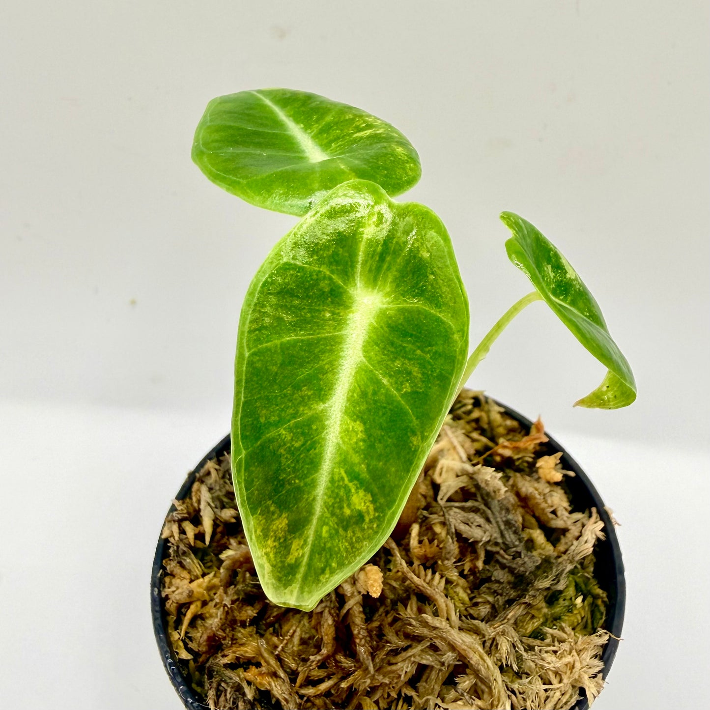 Alocasia Longiloba Grandis Aurea Variegata