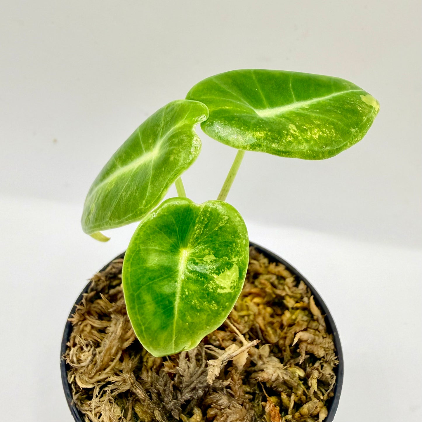 Alocasia Longiloba Grandis Aurea Variegata