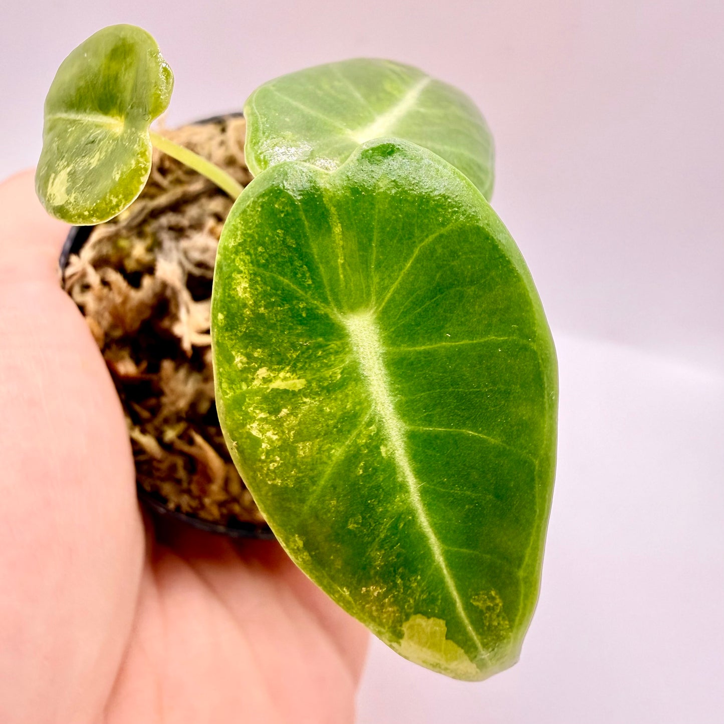 Alocasia Longiloba Grandis Aurea Variegata