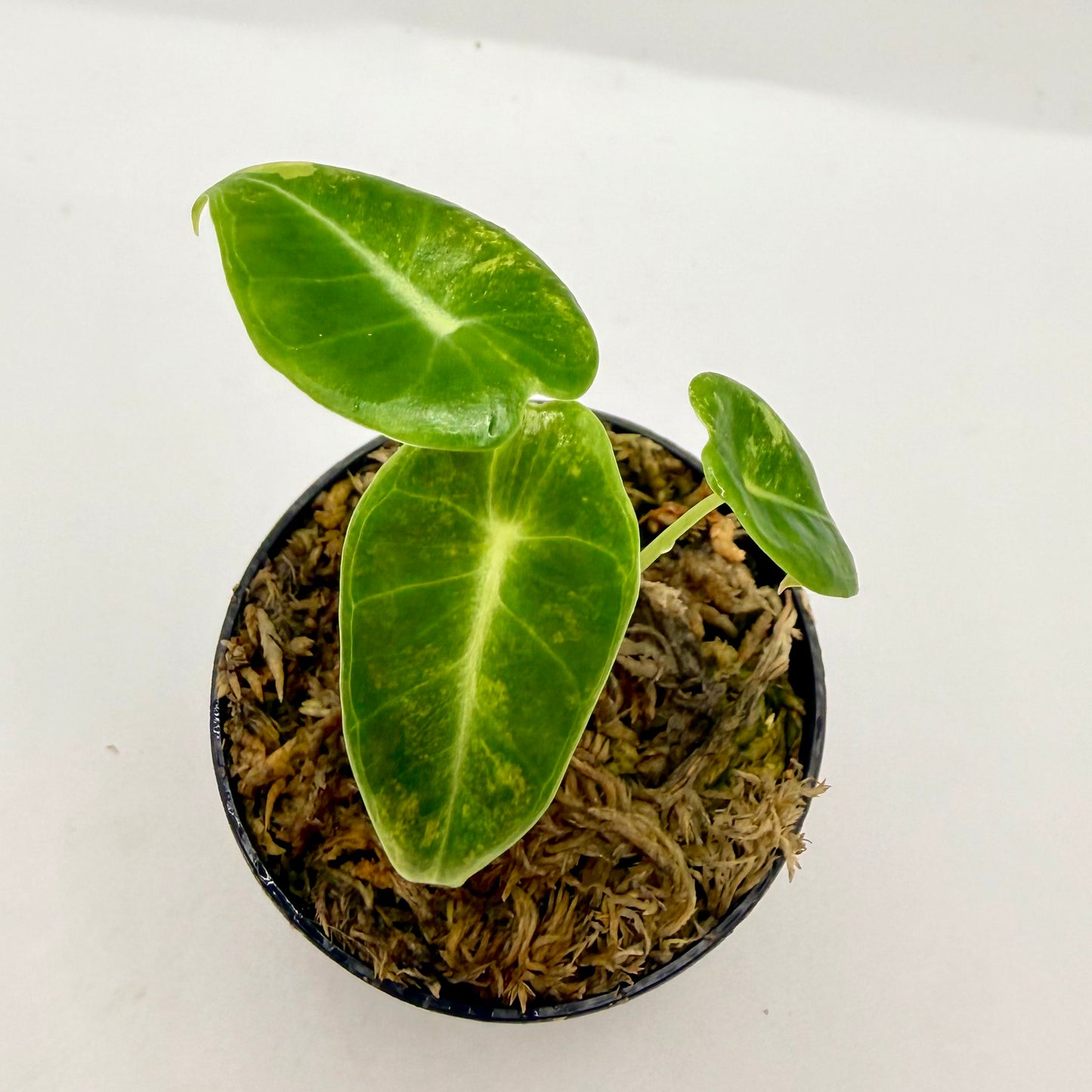 Alocasia Longiloba Grandis Aurea Variegata