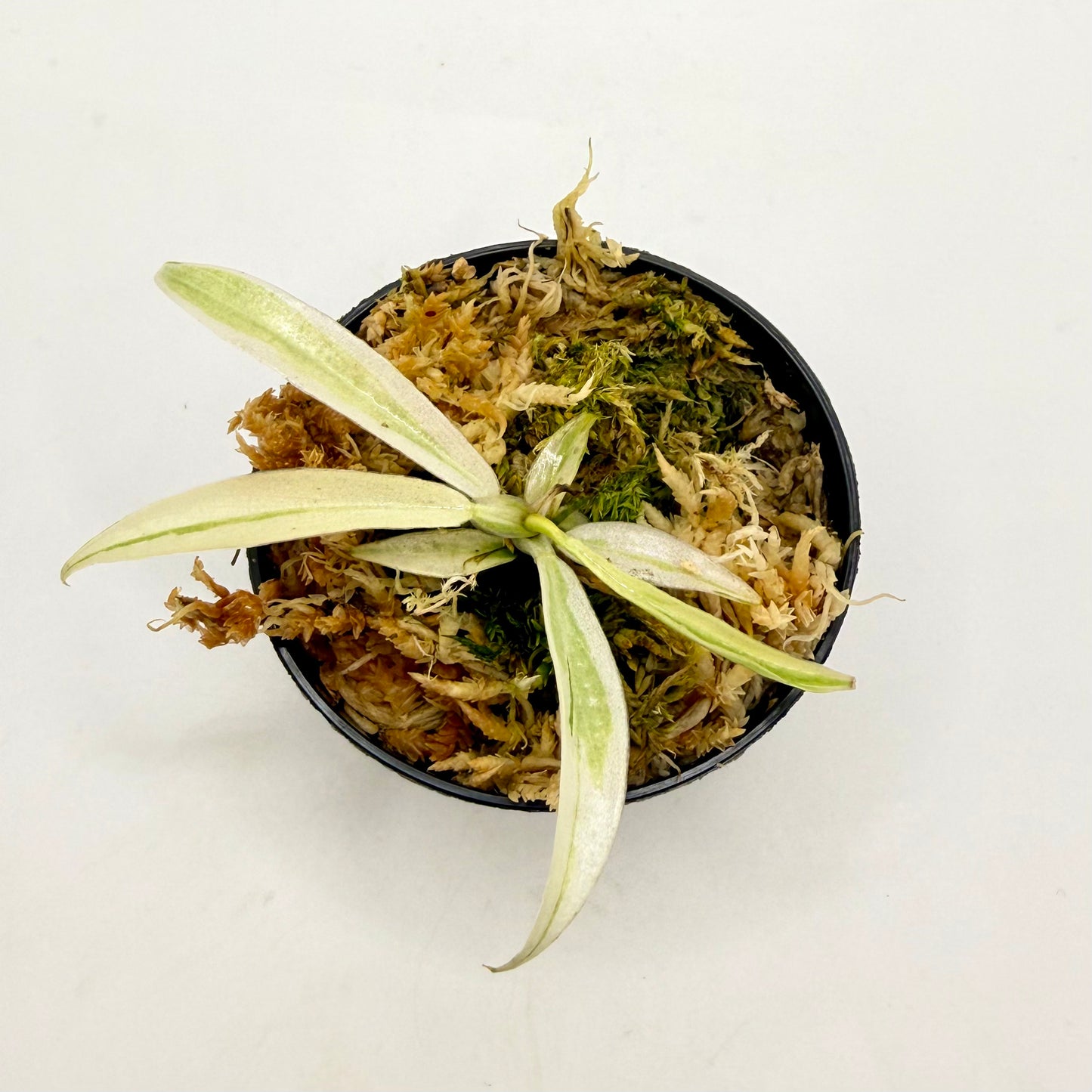 Philodendron Tortum Albo Variegated