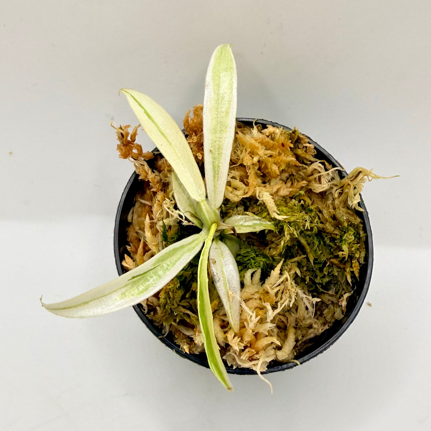 Philodendron Tortum Albo Variegated