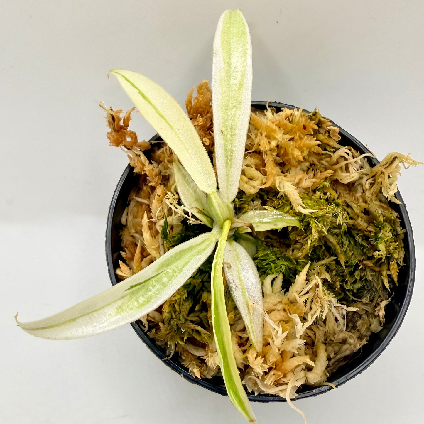 Philodendron Tortum Albo Variegated