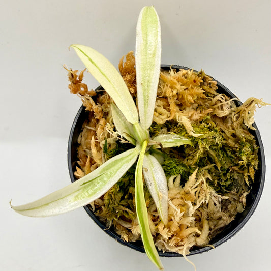 Philodendron Tortum Albo Variegated