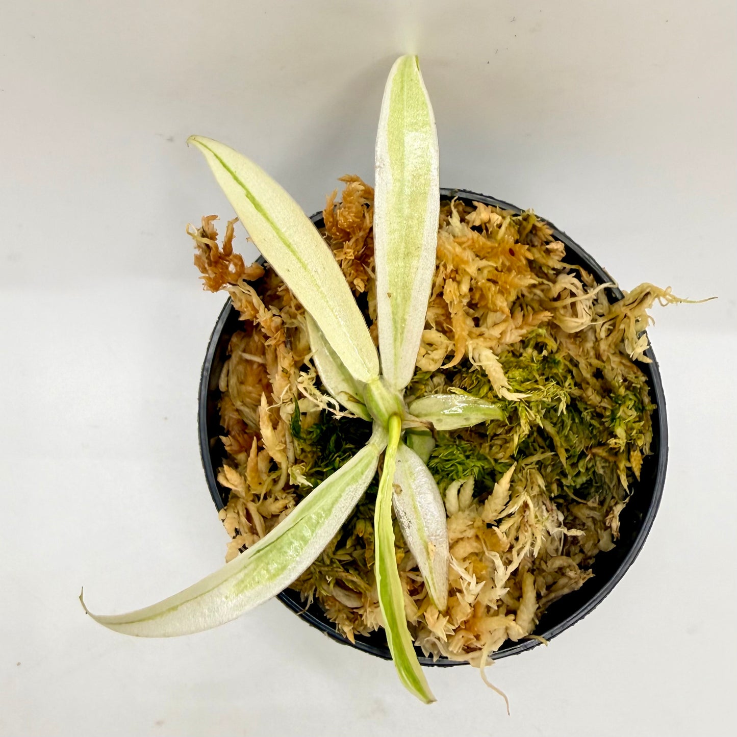 Philodendron Tortum Albo Variegated