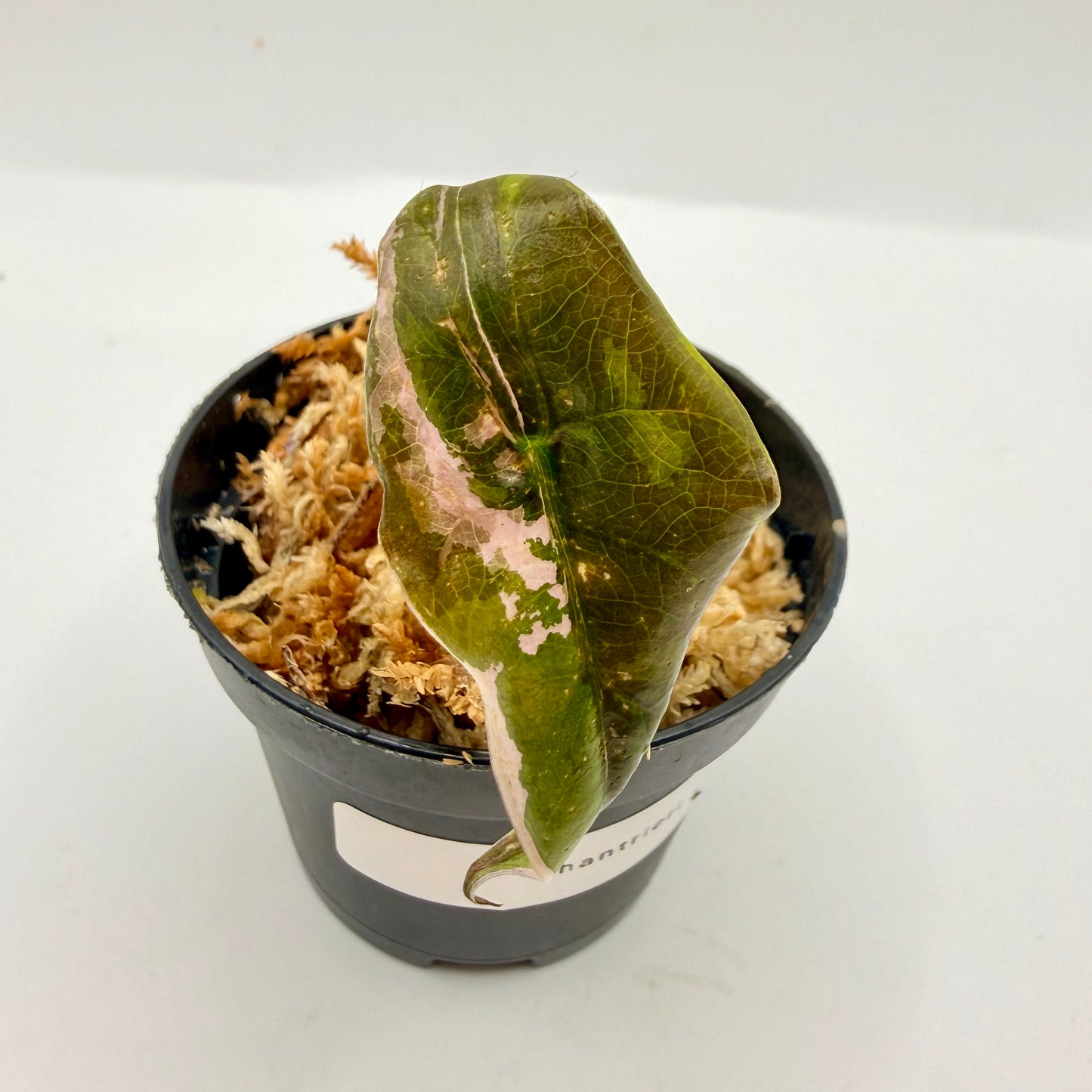 Alocasia Chantrieri Pink Variegata