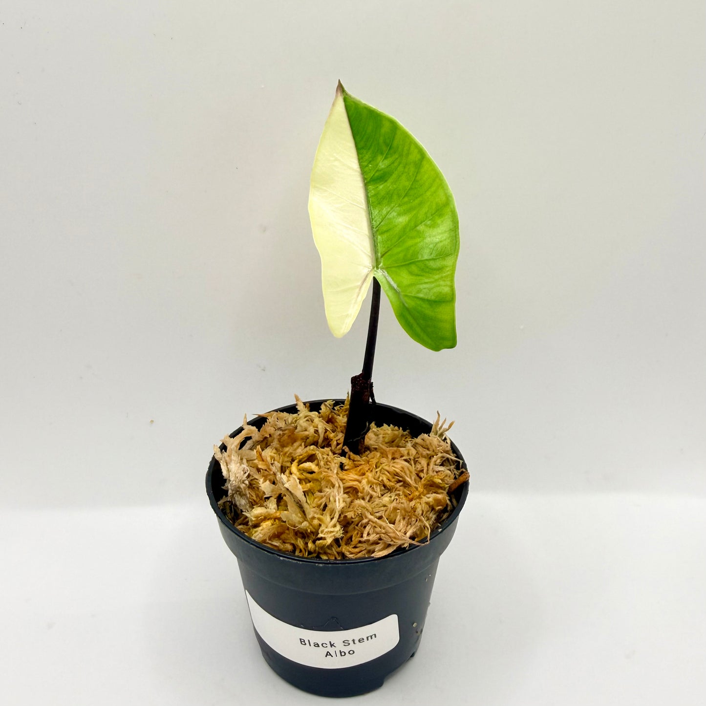 Alocasia Black Stem Albo Variegata