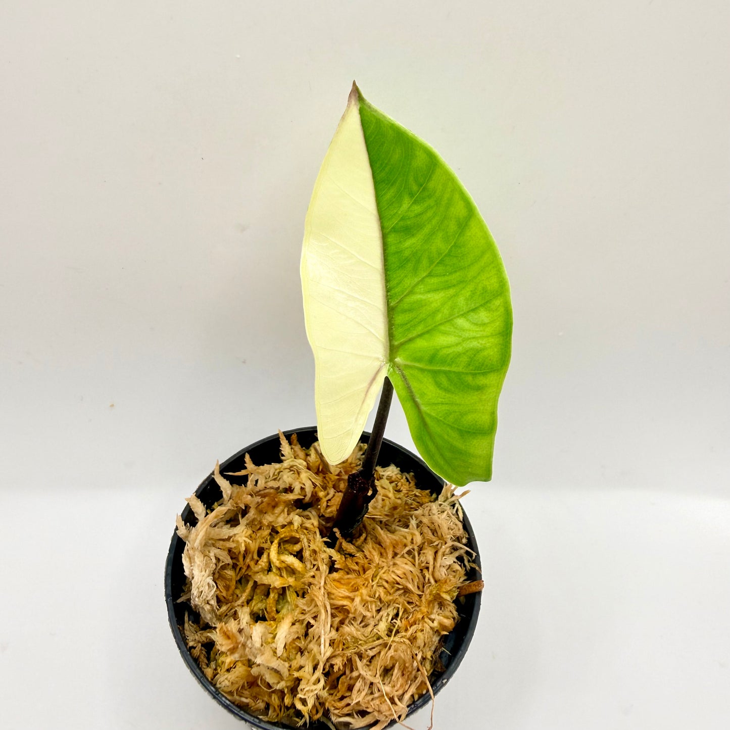 Alocasia Black Stem Albo Variegata