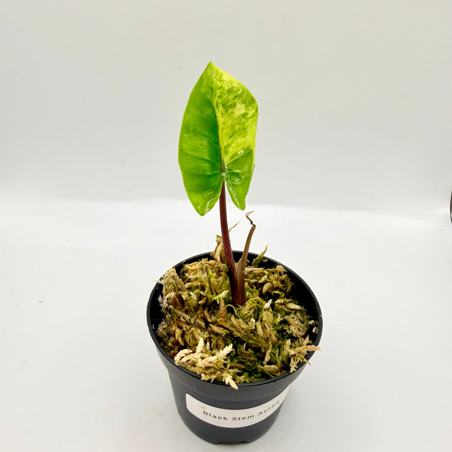 Alocasia Black Stem Aurea Variegata